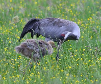 Kraanvogels - Common Cranes