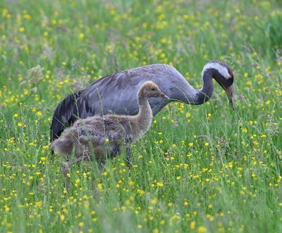 Kraanvogels - Common Cranes