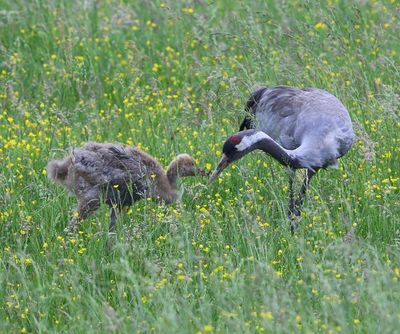 Kraanvogels - Common Cranes