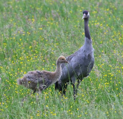 Kraanvogels - Common Cranes