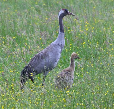 Kraanvogels - Common Cranes