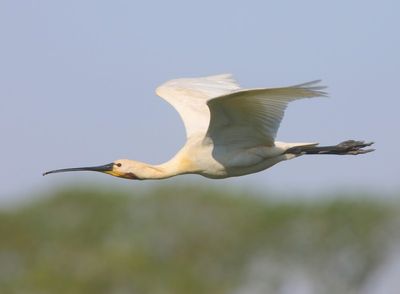 Lepelaar - Eurasian Spoonbill