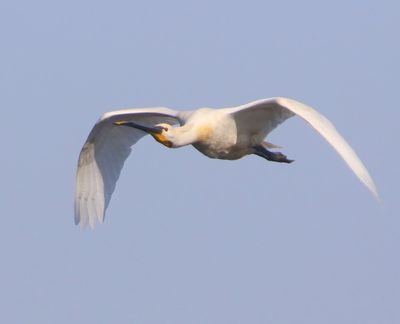 Lepelaar - Eurasian Spoonbill