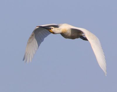 Lepelaar - Eurasian Spoonbill