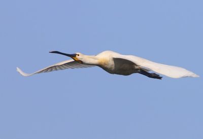 Lepelaar - Eurasian Spoonbill