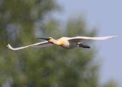 Lepelaar - Eurasian Spoonbill