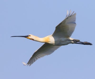Lepelaar - Eurasian Spoonbill