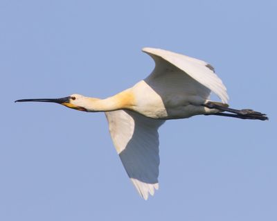 Lepelaar - Eurasian Spoonbill