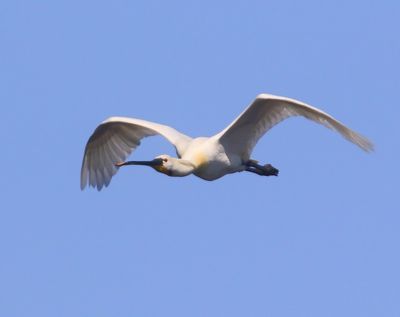 Lepelaar - Eurasian Spoonbill