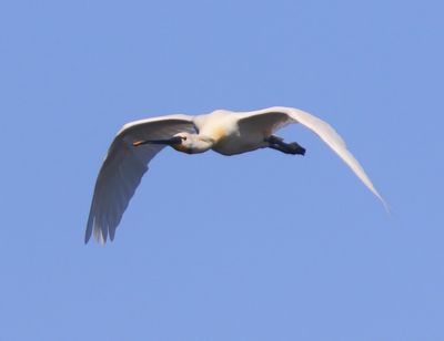 Lepelaar - Eurasian Spoonbill