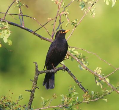 Merel - Common Blackbird