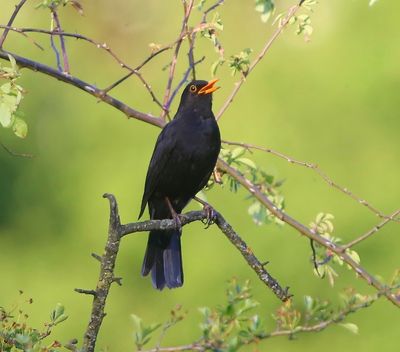 Merel - Common Blackbird