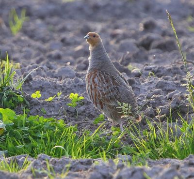 Patrijs - Grey Partridge