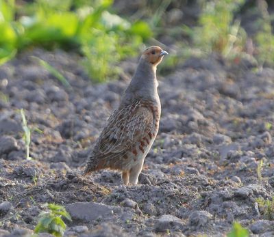 Patrijs - Grey Partridge