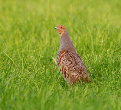 Patrijs - Grey Partridge