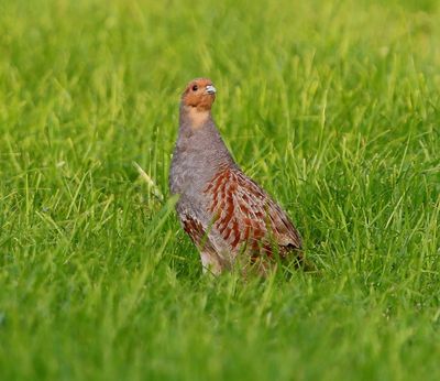 Patrijs - Grey Partridge