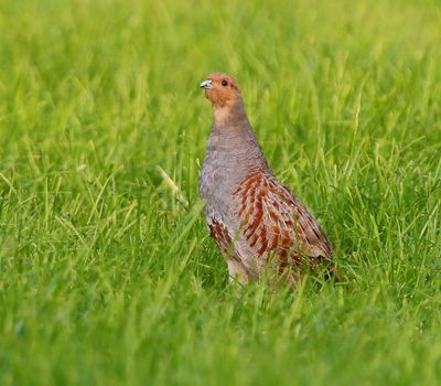 Patrijs - Grey Partridge