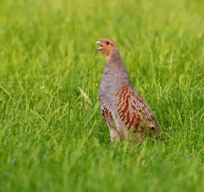 Patrijs - Grey Partridge