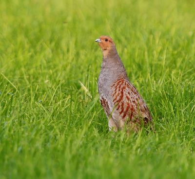Patrijs - Grey Partridge