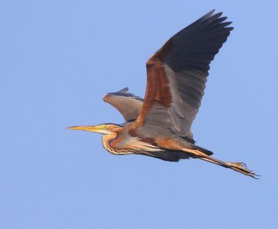 Purperreiger - Purple Heron