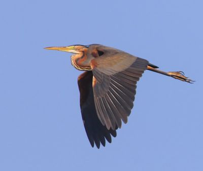 Purperreiger - Purple Heron