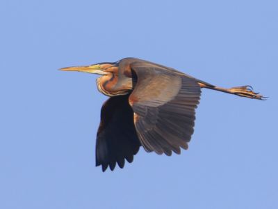 Purperreiger - Purple Heron