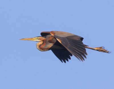 Purperreiger - Purple Heron
