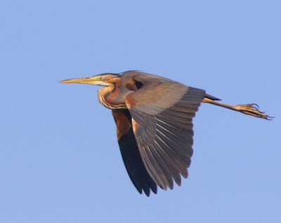 Purperreiger - Purple Heron