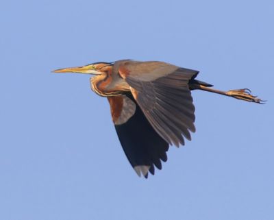Purperreiger - Purple Heron