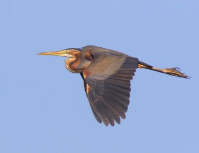 Purperreiger - Purple Heron