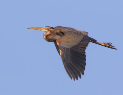 Purperreiger - Purple Heron