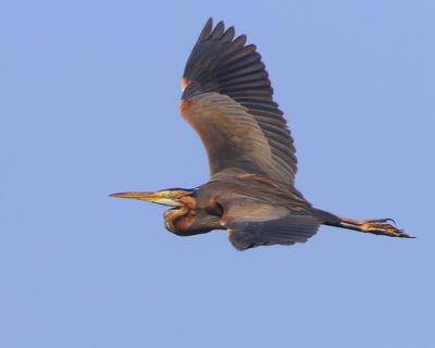 Purperreiger - Purple Heron