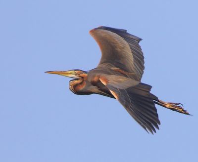 Purperreiger - Purple Heron