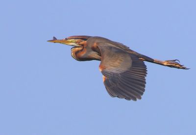 Purperreiger - Purple Heron