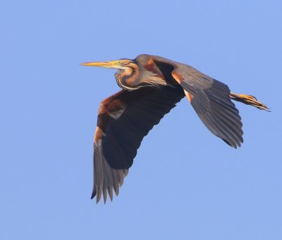 Purperreiger - Purple Heron