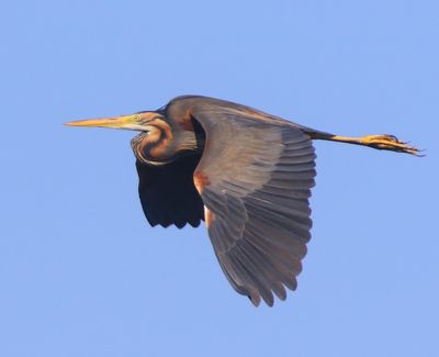 Purperreiger - Purple Heron