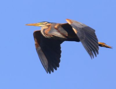 Purperreiger - Purple Heron