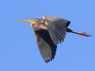 Purperreiger - Purple Heron