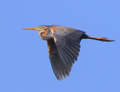 Purperreiger - Purple Heron