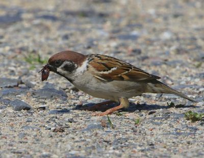 Riongmus - Eurasian Tree Sparrow