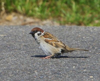 Riongmus - Eurasian Tree Sparrow