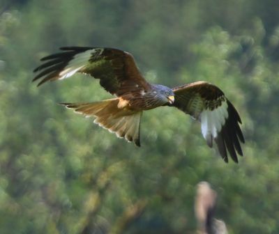 Rode Wouw - Red Kite
