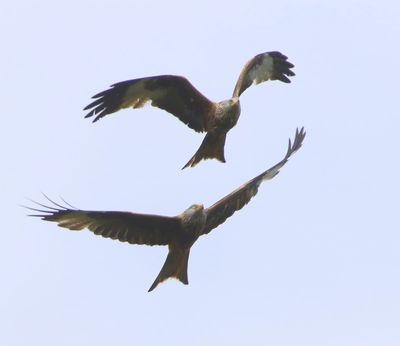 Rode Wouwen - Red Kites