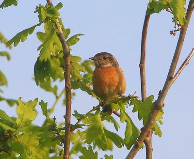 Roodborsttapuit - European Stonechat