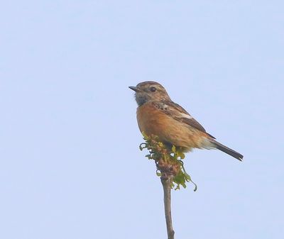 Roodborsttapuit - European Stonechat