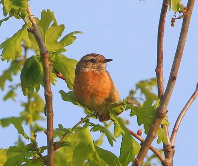 Roodborsttapuit - European Stonechat