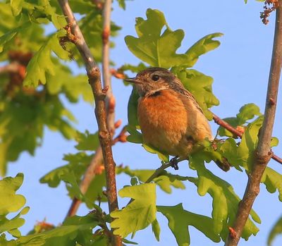 Roodborsttapuit - European Stonechat