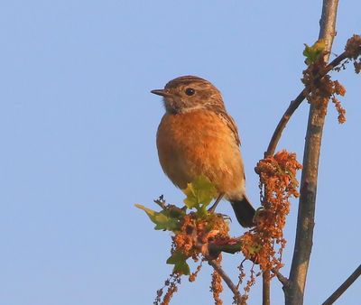 Roodborsttapuit - European Stonechat