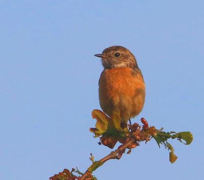 Roodborsttapuit - European Stonechat
