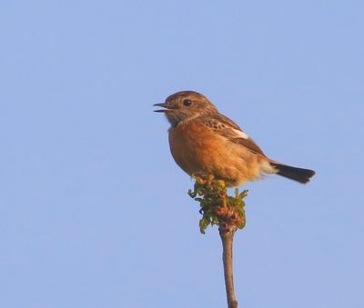 Roodborsttapuit - European Stonechat